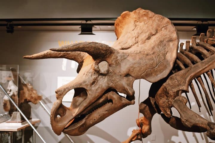 Smithsonian Natural History + Museum of American History 8ppl Max