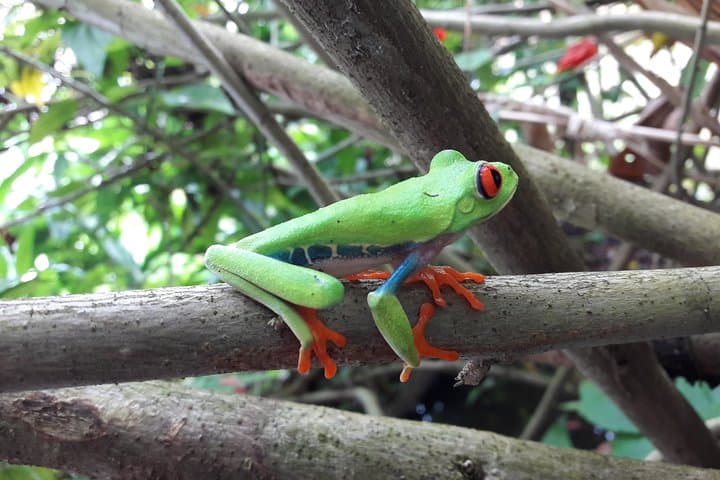 Red Eye Frog