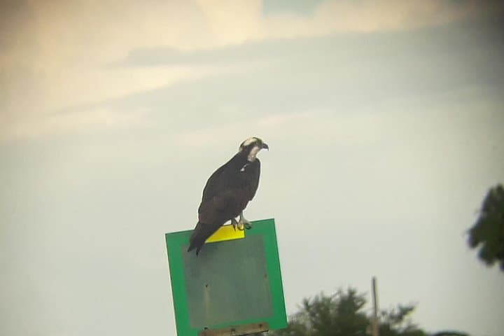 Osprey Eagle