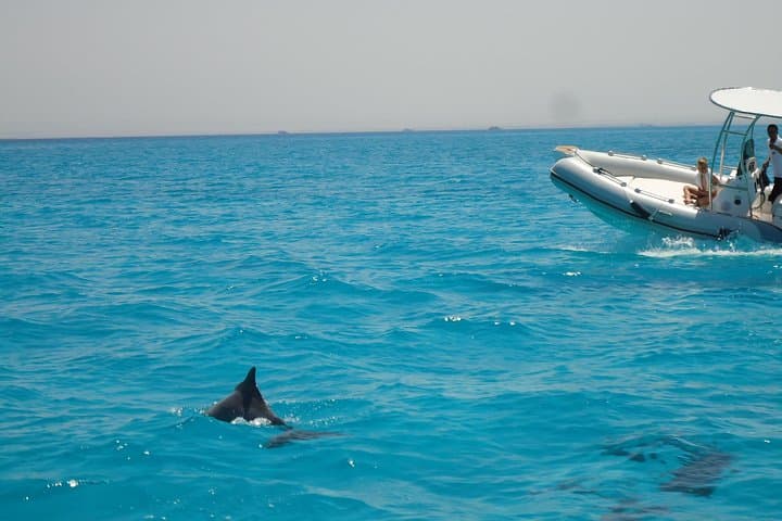 searching for dolphins