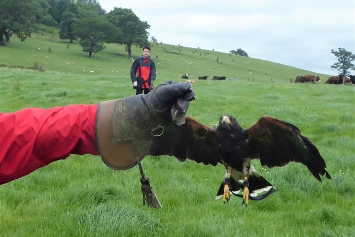 Hawk flying experience