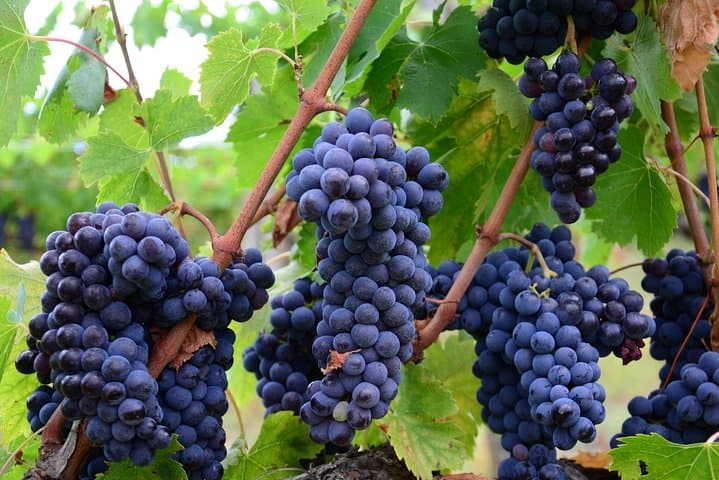 Verona area: Wine Tasting Experience in Valpolicella