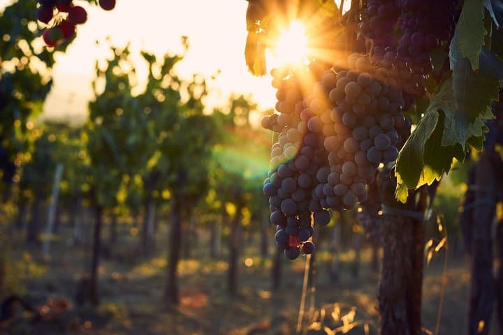 Sunset at the vineyard
