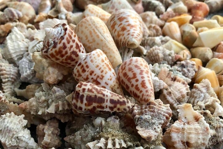 Alphabet Cone and Apple Murex