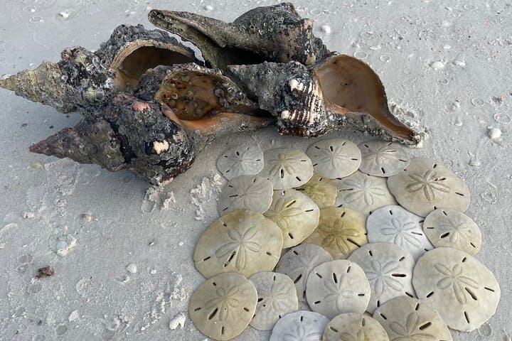 Horse Conchs and Sand Dollards