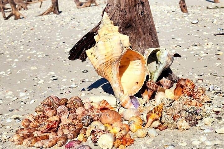 Half Day Keewaydin Shelling and Beach Adventure (Private)