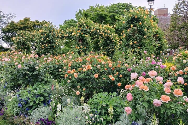 Rose in full bloom!
