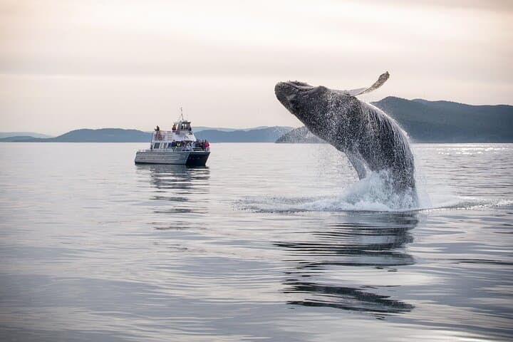 Whale Watching + Deception Pass Tour from Seattle