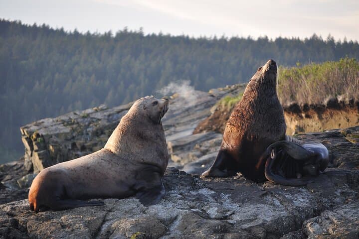 Whale Watching + Deception Pass Tour from Seattle