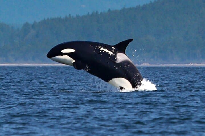 Whale Watching + Deception Pass Tour from Seattle