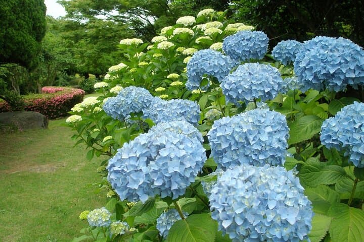 Beauty in Blue