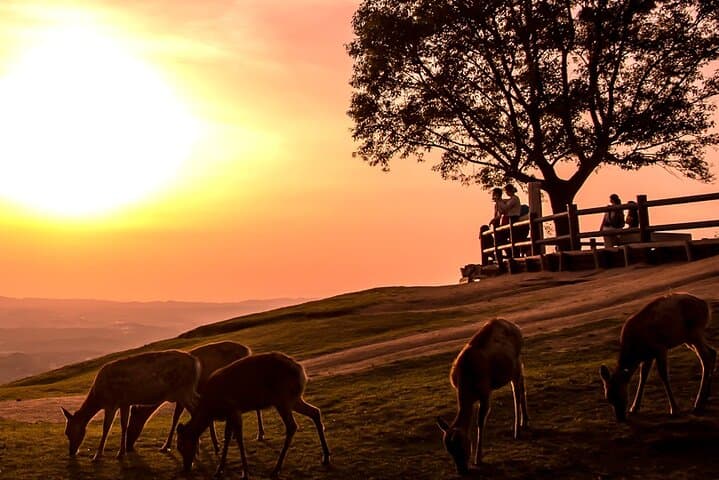 Perfect Nara Park Half-Day Bus Tour with English Speaking Guide