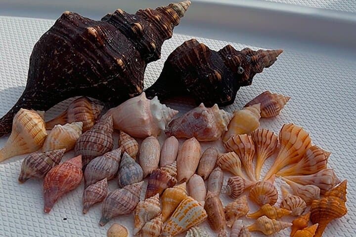 Private 4 Hour Shelling , Fishing and Eco Tour Marco Island FL