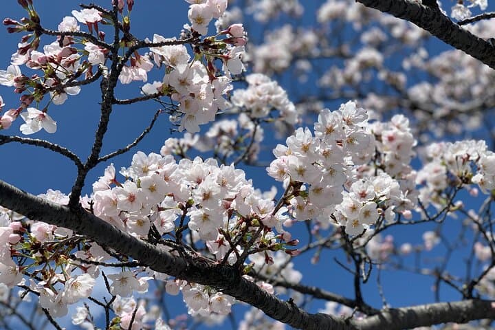 Hiroshima & Miyajima: UNESCO A-Bomb Dome & Itsukushima with Local