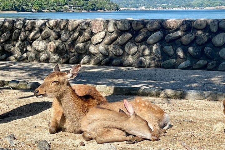 Private Miyajima: Itsukushima Shrine, Island Nature & Local Guide