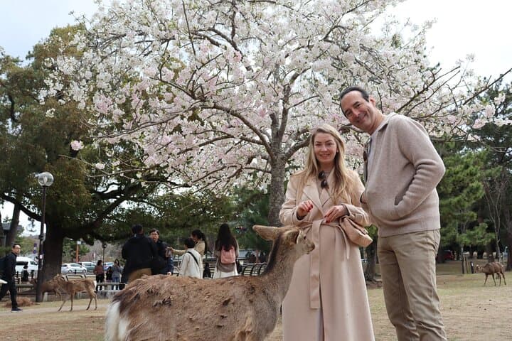 Nara Park・Deer