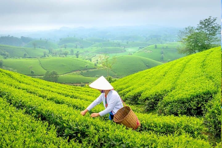 Choui fong tea plantation