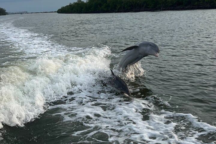 Private 4 Hour Shelling , Fishing and Eco Tour Marco Island FL