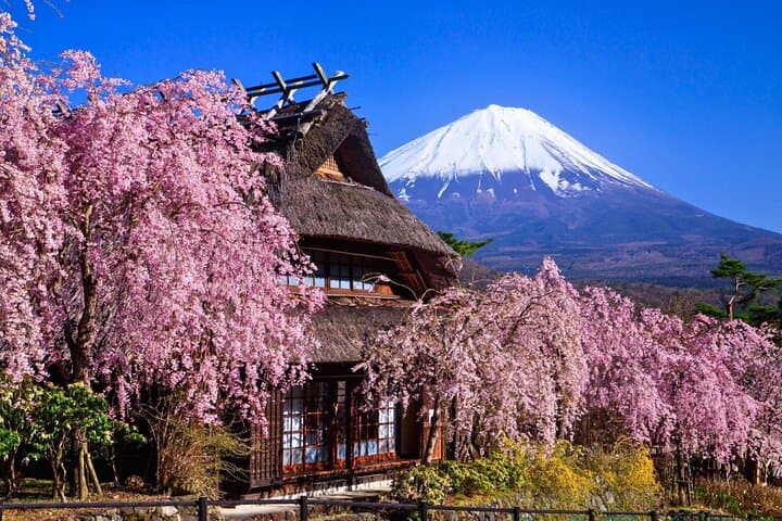 Saiko Iyashi no Sato Nemba during cherry blossom season