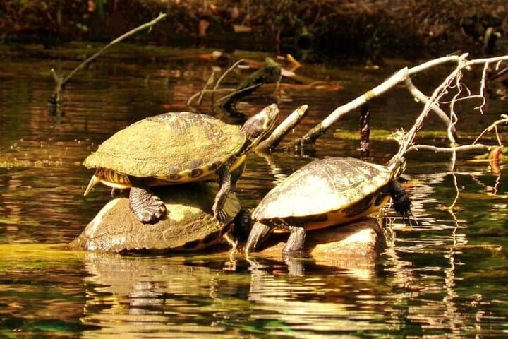 Alexander Springs 4 Hour Guided Kayak/ Swim/ Snorkel Adventure