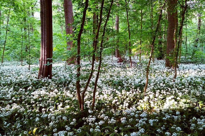 Auwald in spring