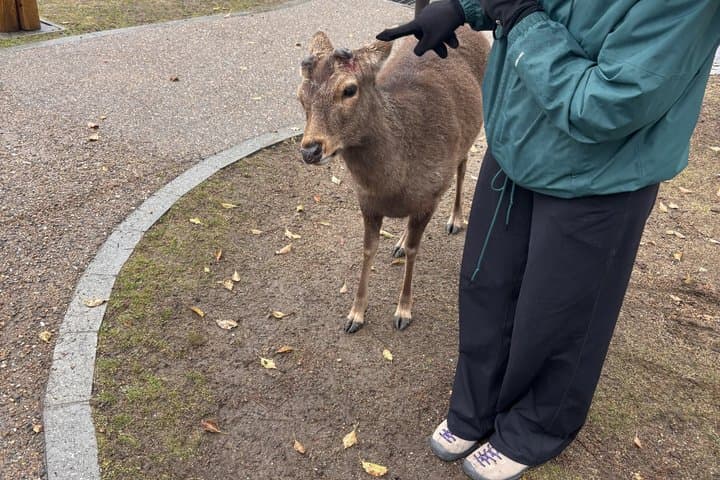 Nara Afternoon Sake guided walk: Brewery Visit & Local Streets