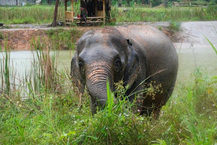 Half-Day Highlight with Elephants (NO-Touching) in Ao Nang