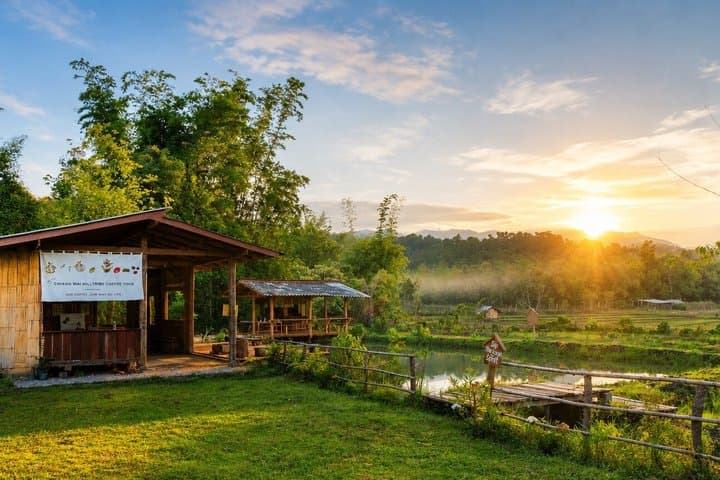 Chiang Mai Jungle Coffee Experience: Farm Trek, Roast & Brew.